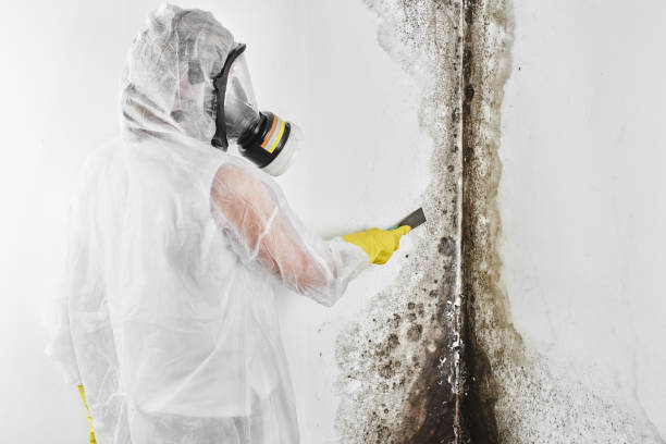 Professional Mold Removal in Waurika, OK