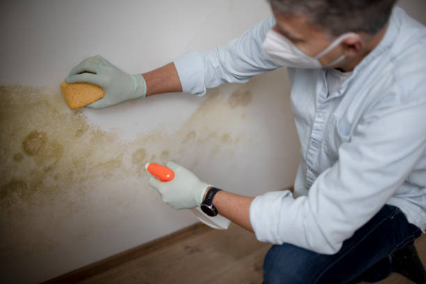 Best Mold Removal Process  in Waurika, OK
