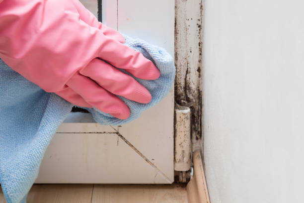 Best Crawl Space Mold Removal  in Waurika, OK