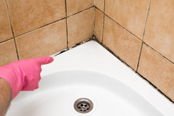 Best Mold Inspection  in Waurika, OK